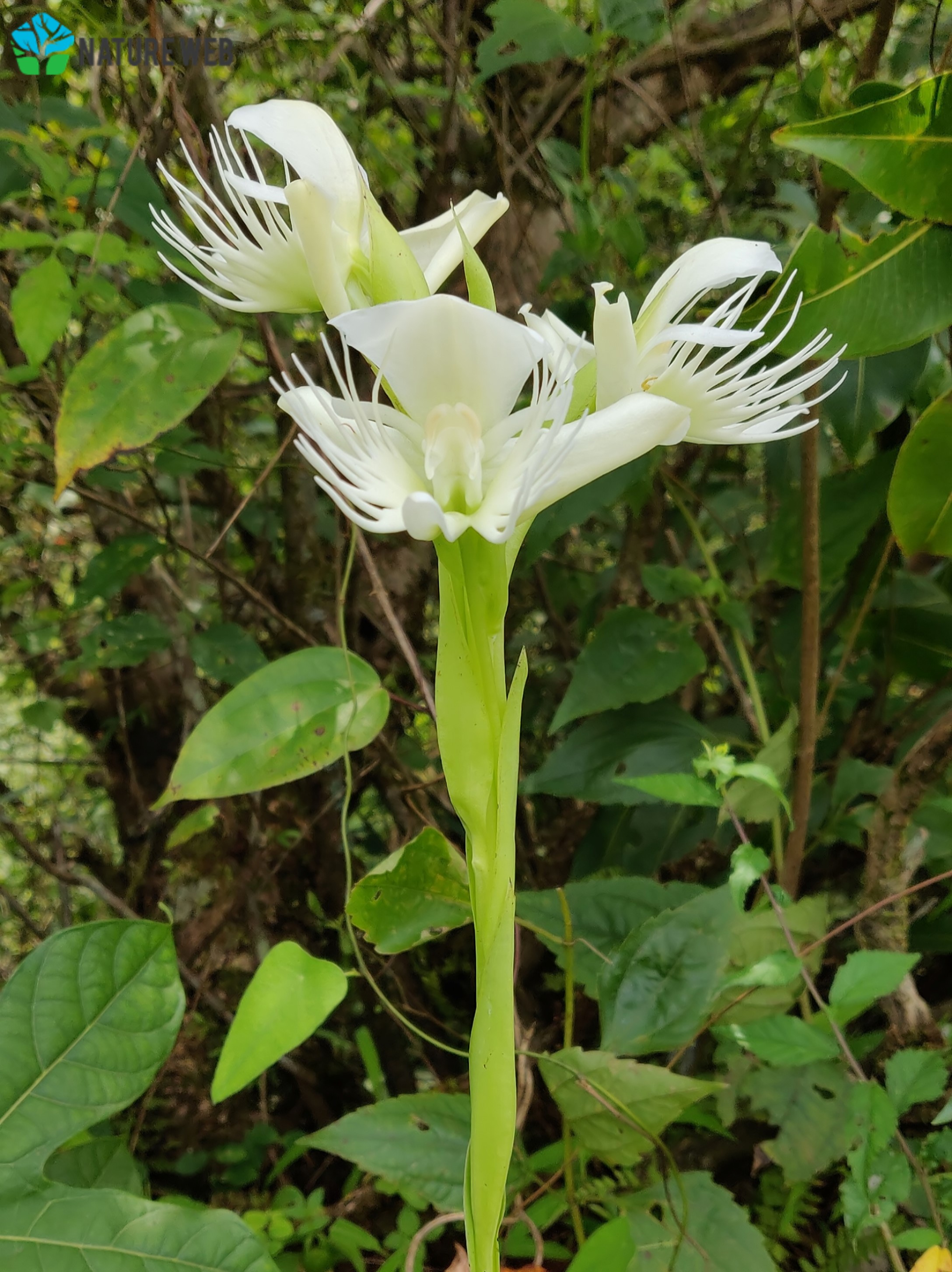 Butterfly Orchid